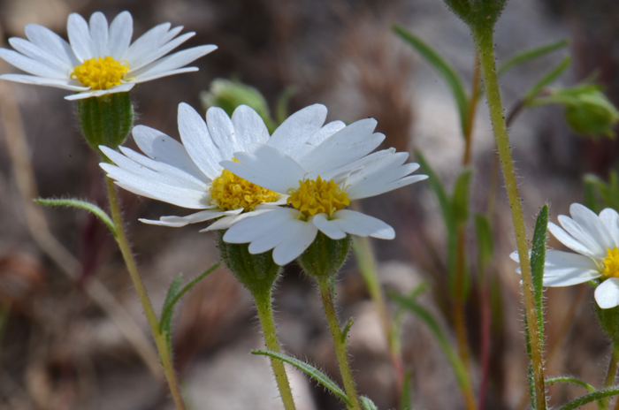 Whitedaisy Tidytips are small slim plants that grow upright. Note the stems are green in the photo and may also be Purple-streaked. The foliage is slightly scented. Layia glandulosa